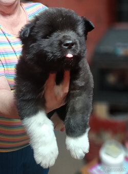 prodám Štěňata Americká Akita s PP - 4