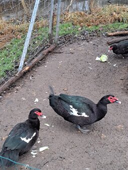 Kačica pižmová - 4