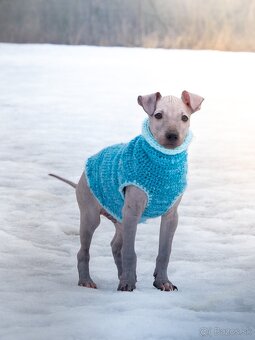 Americký bezsrstý teriér - 4