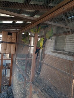 Predám papagáje horské - 4