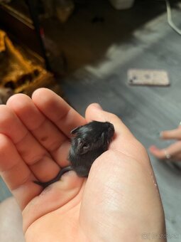 Predám osmakov degu - 4