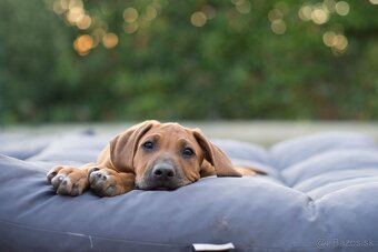 Rodézsky ridgeback šteniatko psík s PP ihneď k odberu - 4