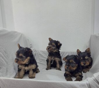 Yorkshirsky terier - 4