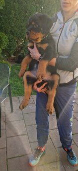 Predam steniatko Rottweilera, rotvajlera, rottvajlera,rotti, - 4