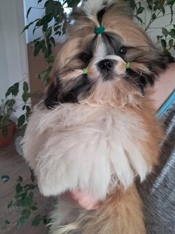 Shih tzu s PP / shi-tzu / shihtzu - 4