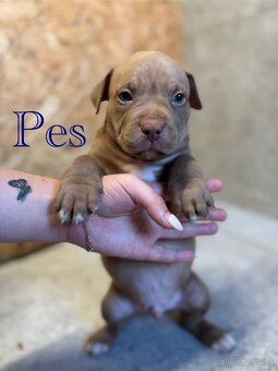 American Bully - 4