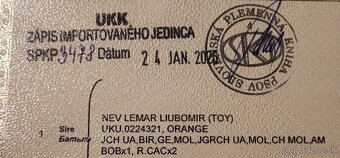 Predám fenku pomeranian - 4