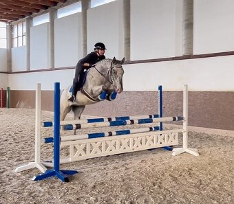 Všestranný Appaloosa na predaj - 4