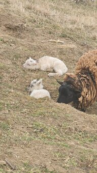 Ouessantské Mini Ovečky // Jahničky - Výmena - 4