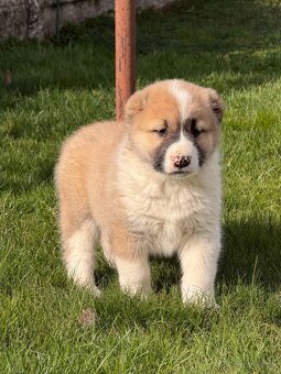 Stredoázijského ovčiaka - 4