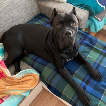 Pes plemeno Cane corso - 4