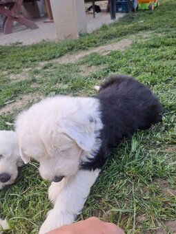 Bobtail - 4