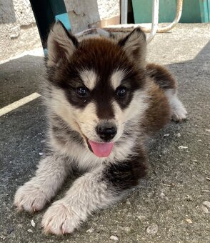 Na predaj – Aljašský malamut 🐾 krásny, hravý psík hľadá mil - 4