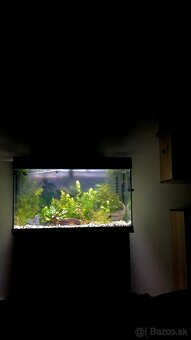 Akvarium, rybičky, rastlinky - 4