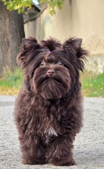 York,Yorkshire terrier-choco - 4