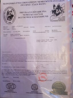 Nemecky ovciak PP vel - 4