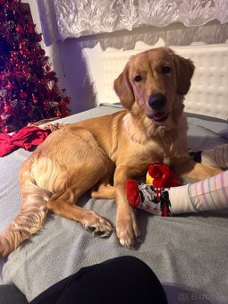 Zlatý retriever - darujem - 4