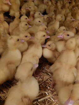 Husokačky, husy, perličky - 4