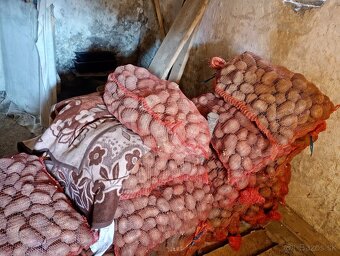 Zemiaky Queen anna - 4