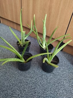 Aloe vera na predaj - 4
