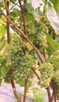 Sadenice viniča - 4