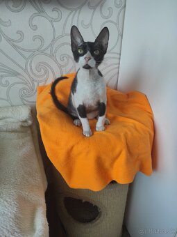 Don sphynx kocúrik s PP - 4