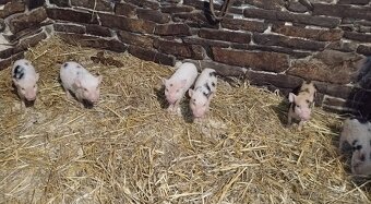 Gottingenské miniprasiatka - 4