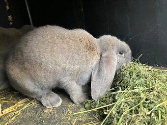 Francúzske barany - 4