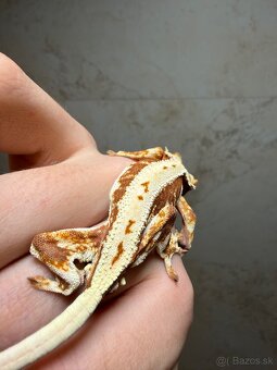 Pagekon riasnatý LW dark Red base - 4