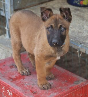 Belgický ovciak malinois - 4