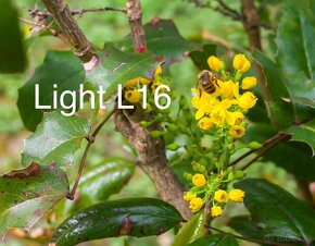 Light L16 51.1 MP - 4