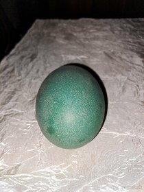 Pštrosie vajíčka - 4