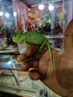 Chameleón - 4