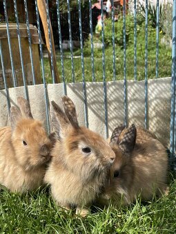 🐰 Predám krásne mláďatá zajacov – priateľské a zdravé 🐰 - 4