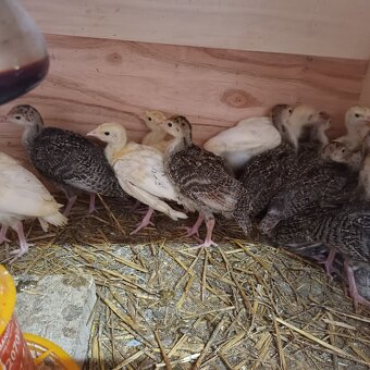 Morka, Moriak Morky - 4