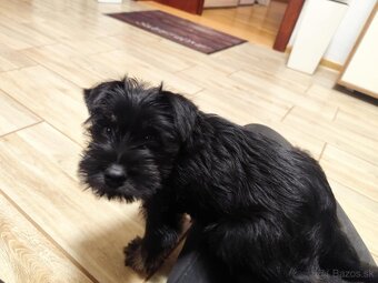 Šteniatko-bradáč malý - 4