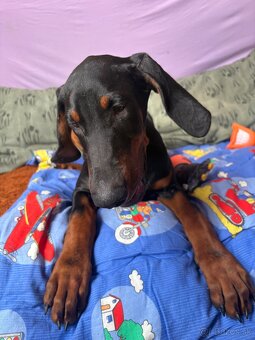 Doberman - 4