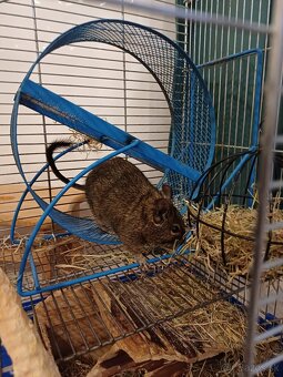 Predám Osmaka Degu  aj s príslušenstvom - 4