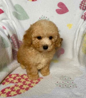 Apricot Maltipoo - 4