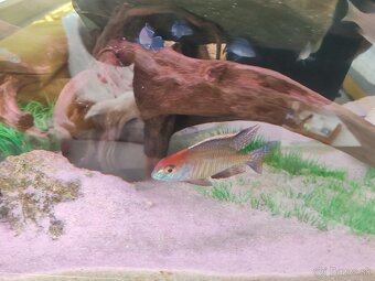 Lethrinops red cap - 4