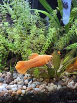 Živorodka ostropyská - 4