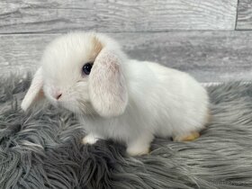 MiniLop, králik - 4