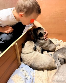 Kangal štěňata - 4