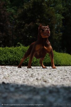 American Bully XL (Pitbull XXL) - 4