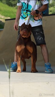 American Bully XL (Pitbull XXL) - 4