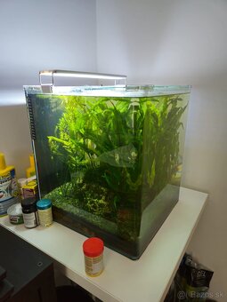 Denerle 60l cube, krevetky red cherry neocardina davidi, ras - 4