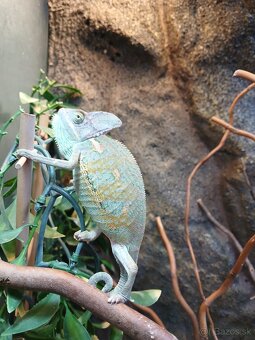 Chameleon jemensky - 4