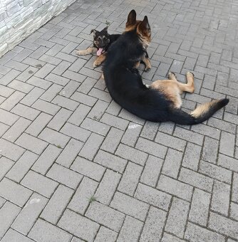 Nemecký ovčiak typu Rex - 4
