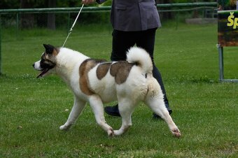 Americká Akita - 4