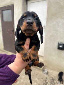 Šteniatka krátkosrstého jazvečíka - 4